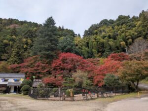 もみじ祭り開催情報 及び う回路情報